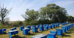 Започва подписването на  договори за пчелни кошери