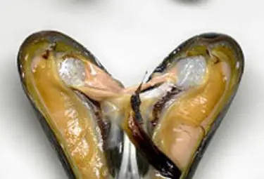 Разсеяни учени убиха най-старото животно на Земята