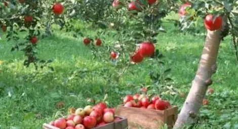 Доматите и ябълките ни изчезват окончателно Доматите и ябълките ни изчезват окончателно