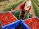 Търсят безработни за берачки на ягоди срещу 40 евро на ден