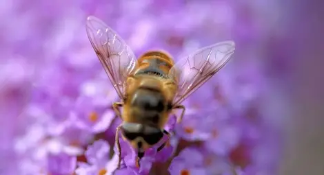 Представят първия по рода си Музей на пчелата в София