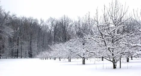 Овошките оцеляват на косъм в януарските студове