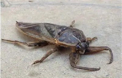 Гигантски хищни буболечки нападнаха Южна България