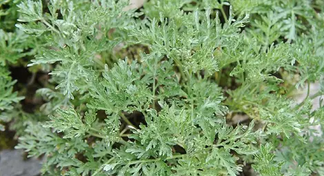 Пелинът потиска коронавируса