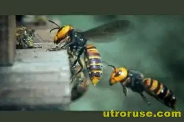 Стършели нападнаха България