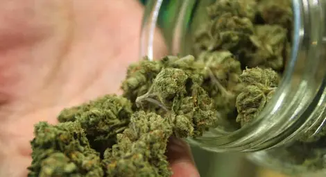 Двама с условни присъди  за 9 буркана марихуана