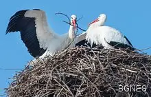 Щъркел се връща при любимата си в Хърватия 12 поредни години