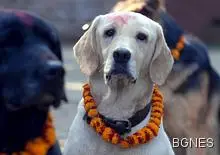 Създават подразделения с лабрадори за борба с охлюви