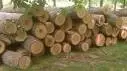 Разрешават добив на 1686 кубика  дървесина в общинските гори