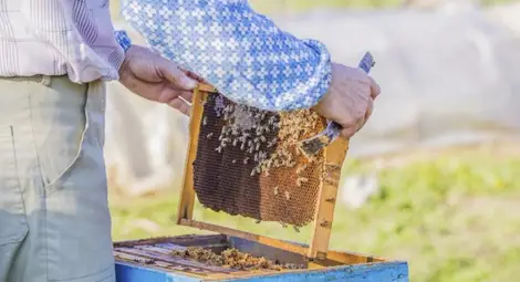 ООН: Намаляването на пчелите застрашава изхранванетго на света
