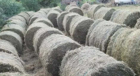 Задържаха крадец на 300 кг рулони люцерна от Кацелово