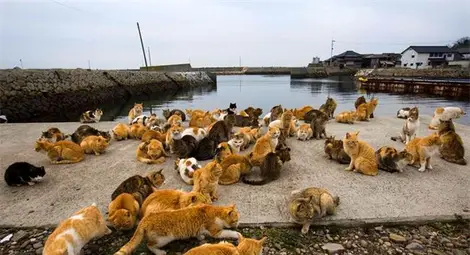 Котки превзеха японски остров Котки превзеха японски остров