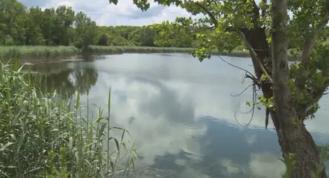 Откриха мъртва риба в езерото в Щръклево Откриха мъртва риба в езерото в Щръклево