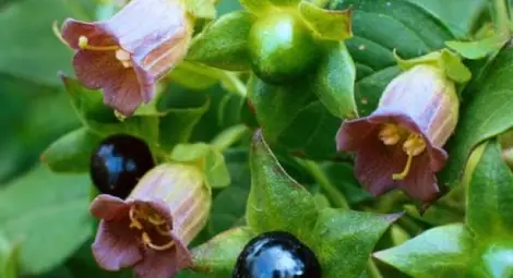 Беладона - какво казват легендите и кога се прилага?