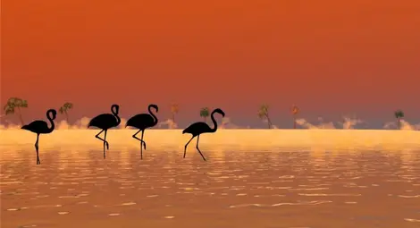 Рядко черно фламинго беше забелязано в Кипър /видео/