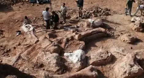 Откриха останки от най-големия динозавър, живял на Земята /видео/