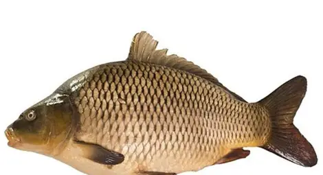 Рибар без билет впечатли с фантазия - бил открил на леда рибите в лодката му