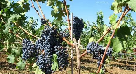 Над 46 милиона лева са налети  в лозарството тази година