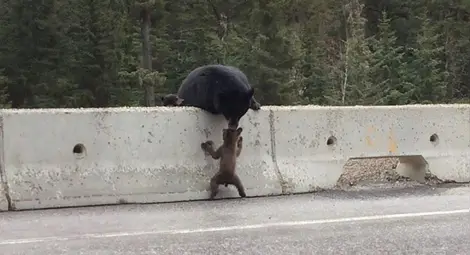 Мечка спаси бебето си от опасна магистрала (видео)