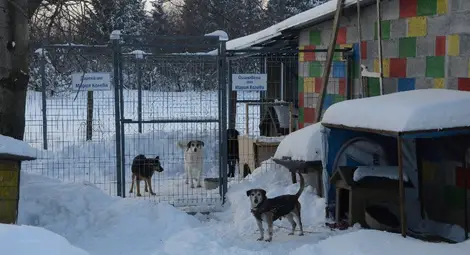Шефът на приюта: При нас кучетата се чувстват прекрасно