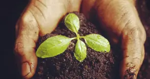 От 23 март започва прием по схемата за  застраховане на селскостопанска продукция