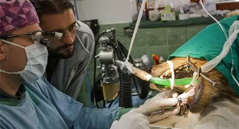 Немски доктор пломбира зъбите на мечките в Белица