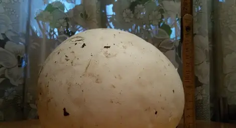 Есенният дъжд &bdquo;доведе&ldquo; първите гигантски гъби пърхутки