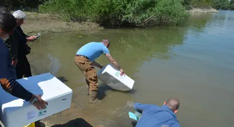 150 000 конфискувани змиорки получиха втори шанс в Дунав