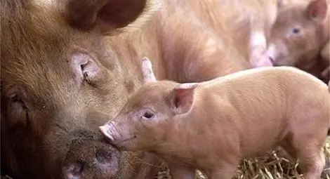 &bdquo;Свинекомплекс Николово&ldquo; увеличава с 1500 отглежданите прасета