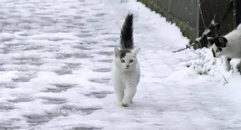 В Санкт Петербург търсят работа на котките