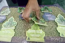 Британец излекува рак с масло от канабис