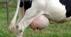 Започна покупко-продажбата на индивидуални млечни квоти