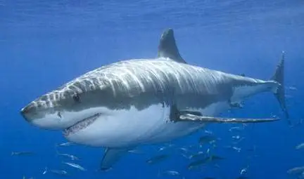 Уникално - акула краде риба от рибарска мрежа