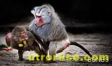 Бабуини беснеят и стачкуват в холандски зоопарк