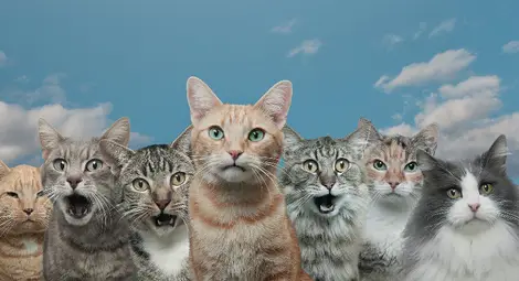 Кои са най-подходящите котки за апартамент