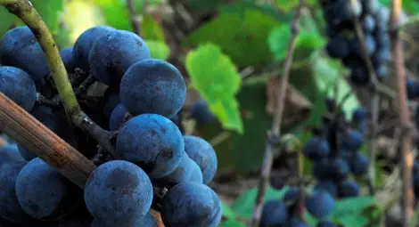 Изкупуват гроздето на  миналогодишните цени