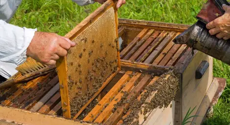 21 фермери искат компенсации за щети по животни и кошери 21 фермери искат компенсации за щети по животни и кошери