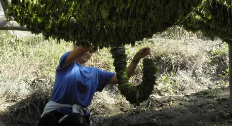 АФП:Българската тютюнева индустрия, която &bdquo;изпуши&rdquo;