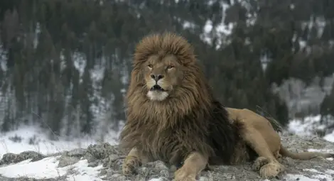 7 причини да обичаме лъвовете 7 причини да обичаме лъвовете