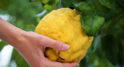 Българските рекорди в "Гинес"