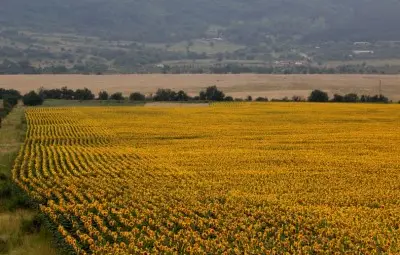 600 лв. за тон слънчоглед