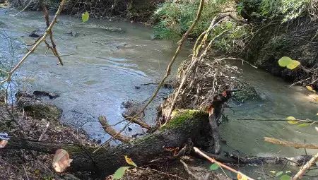 Почистиха коритото на река Черни Лом край село Пепелина&nbsp;от паднали дървета и клони