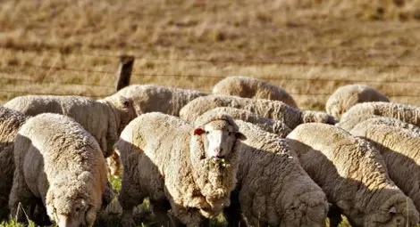 Животновъдите се обявиха срещу начина на разпределяне на извънредната европейска помощ