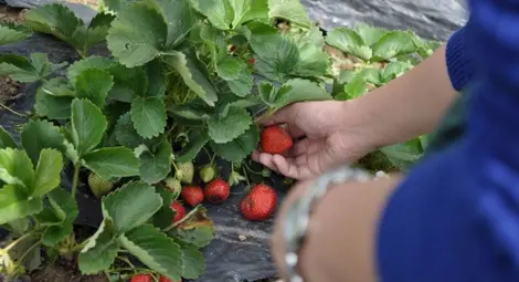 13 600 еднодневни трудови договори сключени за първото тримесечие