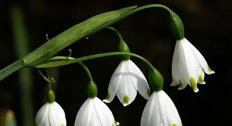 Редки растения обсипват с цветовете си зеленото сърце на Албена