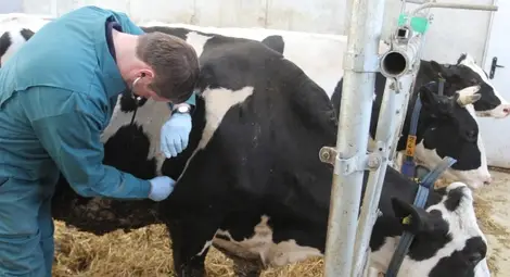 Ветеринарите готвят протест за неполучени 8,5 милиона лева