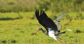 Черният щъркел изпревари Баба Марта в Поломието