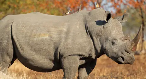 Пращат носорог от Единбург на любовна експедиция в Индонезия