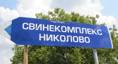 Африканската чума порази 17 000 прасета от свинекомплекса в Николово Африканската чума порази 17 000 прасета от свинекомплекса в Николово