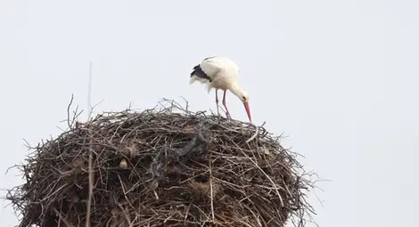 Щъркели пристигнаха точно за първа пролет